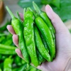 Ớt sừng xanh vừa thu hoạch tươi ngon